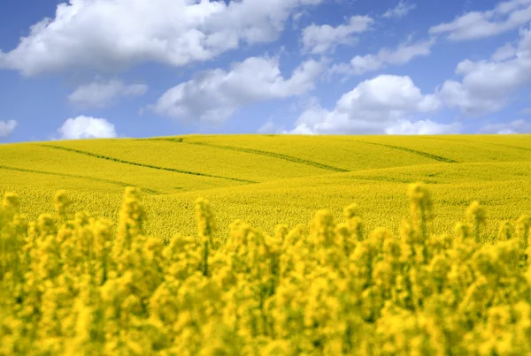 Campo amarelo com colza de semente de óleo no início da primavera — Fotografia de Stock