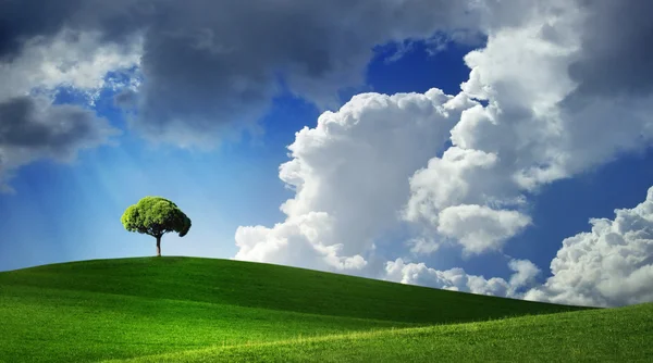 Árvore solitária em verde arquivado — Fotografia de Stock
