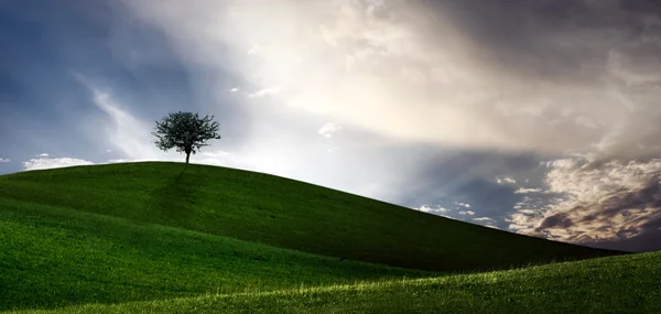 Albero solitario su file verdi, cielo blu e nuvole bianche — Foto Stock