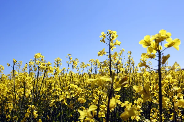 Yellow field with oil seed rape in early spring — Stock Photo, Image