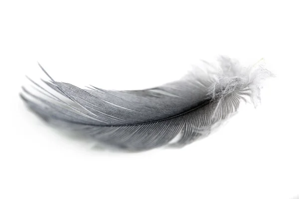 Feather on white — Stock Photo, Image