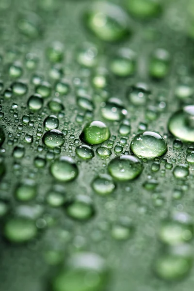 Blad med droppar vatten — Stockfoto