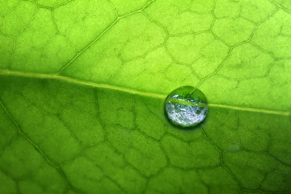 含有水滴的叶子 — 图库照片