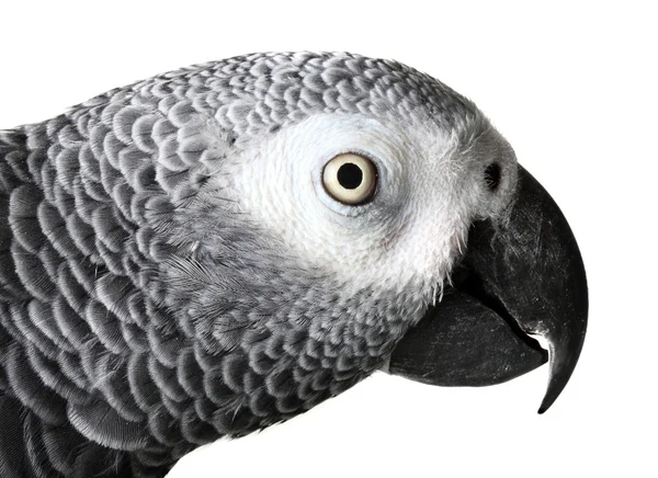 孤立在白色的非洲灰鹦鹉 — 图库照片
