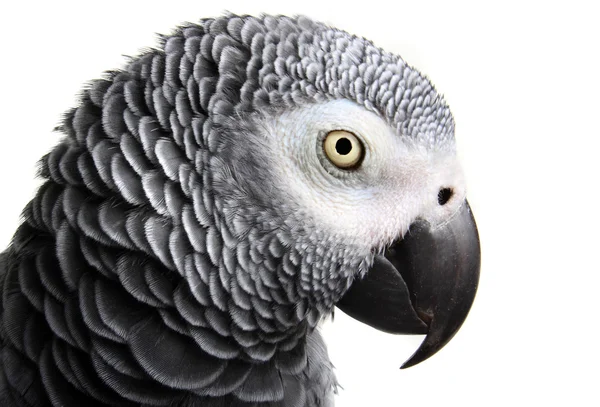 Африканский серый попугай — стоковое фото