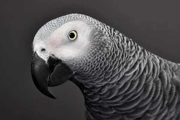 stock image African Grey Parrot