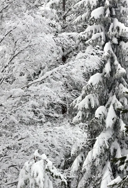 Met sneeuw bedekte boom — Stockfoto