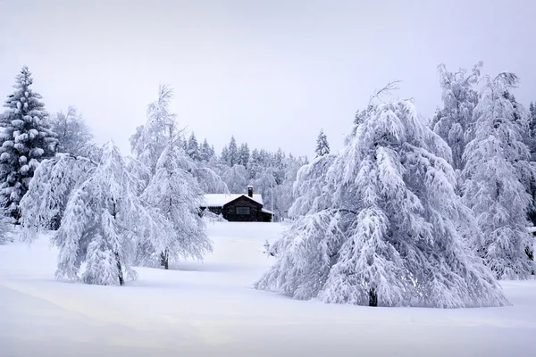 Inverno svedese — Foto Stock