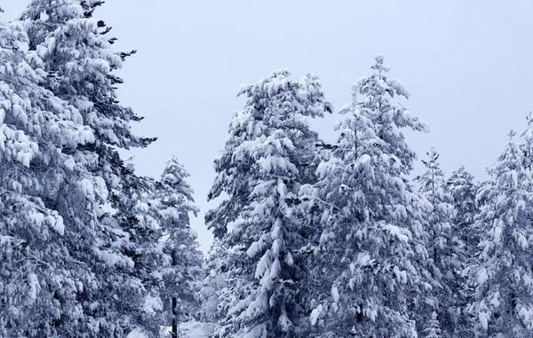 Kar kaplı ağaç — Stok fotoğraf