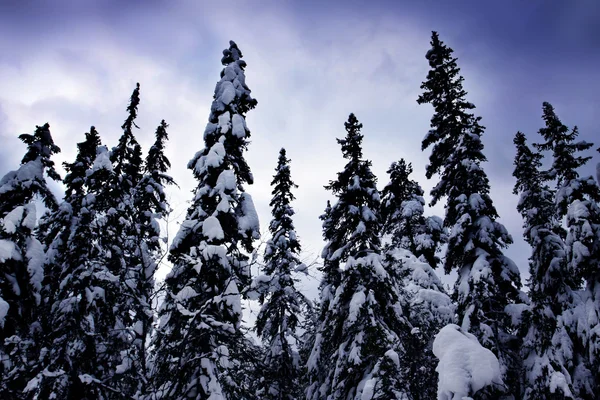 Kar kaplı ağaç — Stok fotoğraf