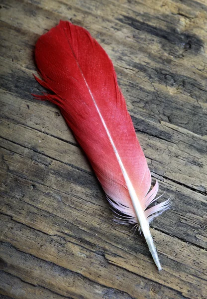 Κόκκινο φτερό — Φωτογραφία Αρχείου