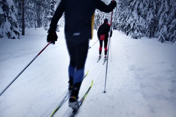 Skieur dans une forêt d'hiver — Photo