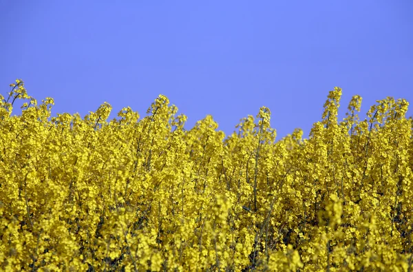 Żółte pole z olej z nasion rzepaku — Zdjęcie stockowe