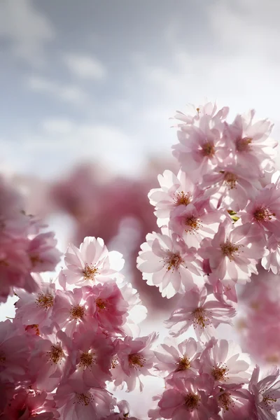 樱花 — 图库照片