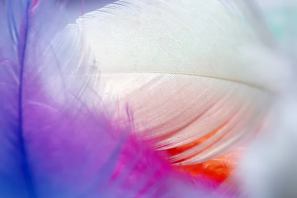 Primer plano de plumas multicolores — Foto de Stock