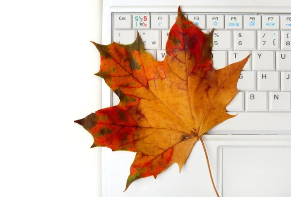 Φορητό υπολογιστή πληκτρολόγιο και το φθινόπωρο τα φύλλα — Φωτογραφία Αρχείου