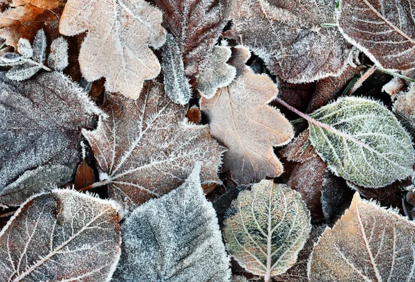 Folhas congeladas — Fotografia de Stock