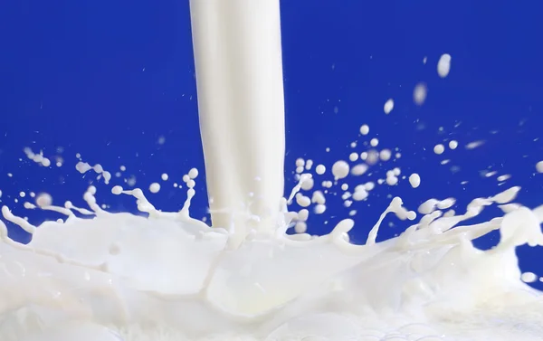 Mjölk rinner med blå bakgrund — Stockfoto