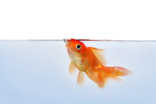 Goldfisch an der Wasserlinie — Stockfoto