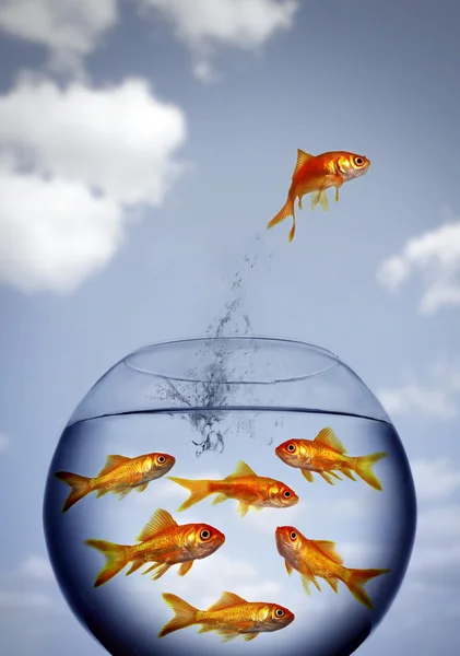 Goldfish pulando para fora da água de uma tigela lotada — Fotografia de Stock