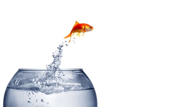 Goldfish pulando para fora da água — Fotografia de Stock