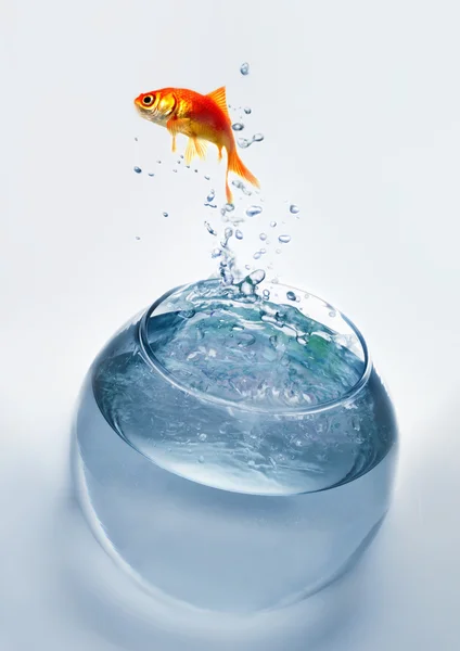 Pesce rosso che salta fuori dall'acqua — Foto Stock