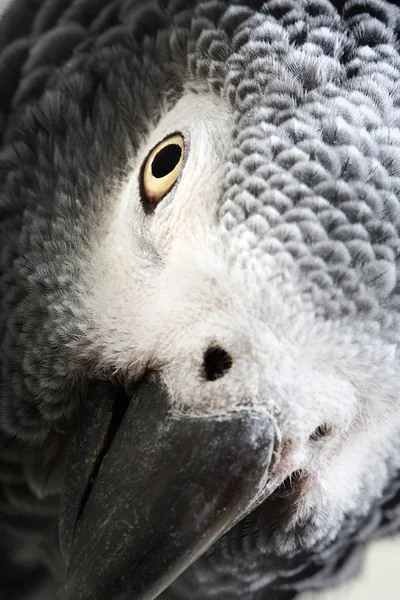 Pappagallo grigio africano isolato su bianco — Foto Stock