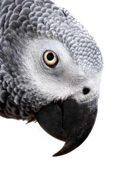 흰색 절연 아프리카 회색 앵무새 — 스톡 사진