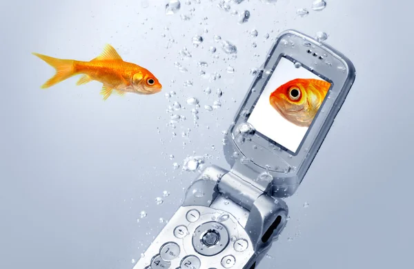 Cep telefonu ile bir altın balık yüzüyor — Stok fotoğraf
