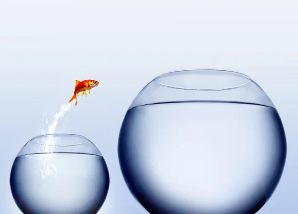 Goldfish pulando para fora da água — Fotografia de Stock