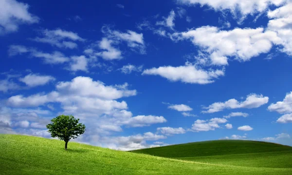 Lonely tree on green filed — Stock Photo, Image