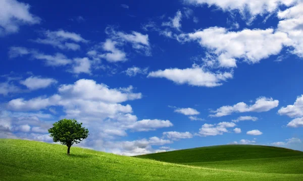 Lonely tree on green filed — Stock Photo, Image