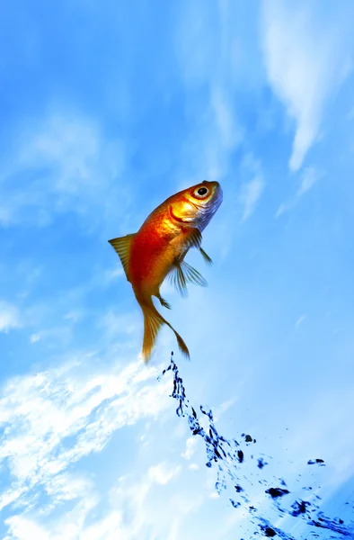 Золотая рыбка выпрыгивает из воды — стоковое фото