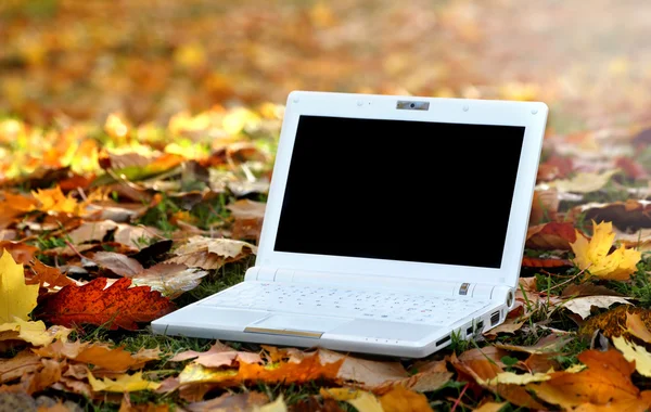 Přenosný počítač v podzimu scéně — Stock fotografie
