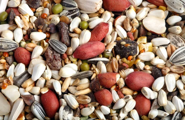 stock image Birdseed background