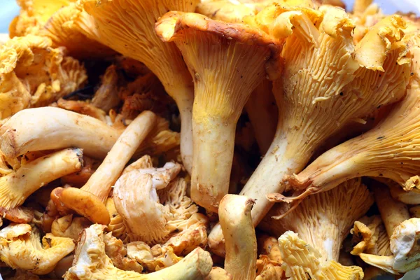 stock image Fresh chanterelle