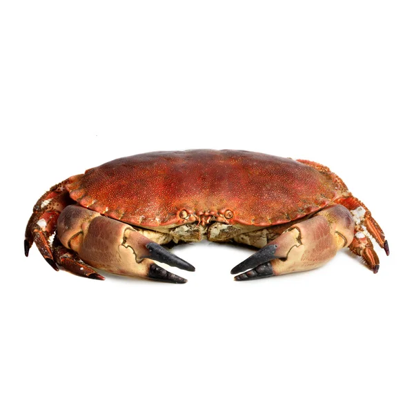 Prise de crabe sur fond blanc — Photo