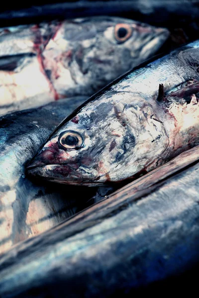 Tonfisk i hamnen — Stockfoto