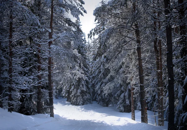 Zweedse winter — Stockfoto