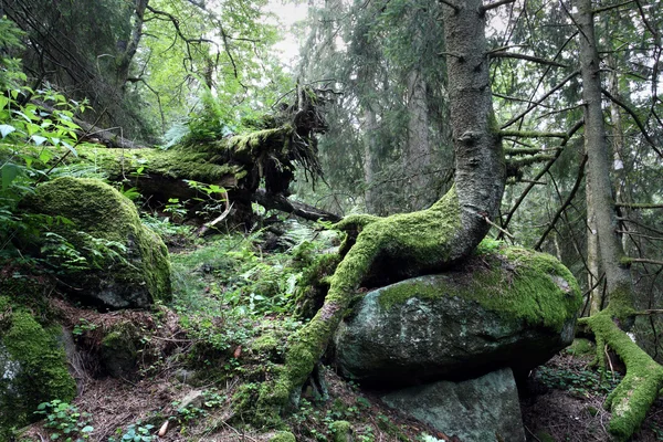 Старий ліс — стокове фото