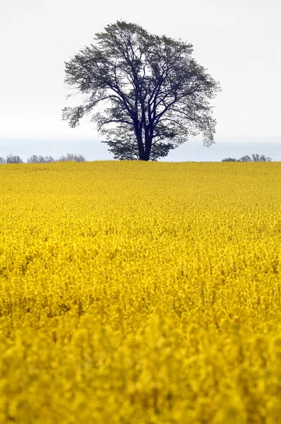 Yellow field with oil seed rape — Stock Photo, Image