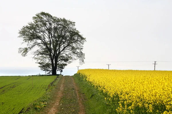 Field with oil seed rape — Stock Photo, Image