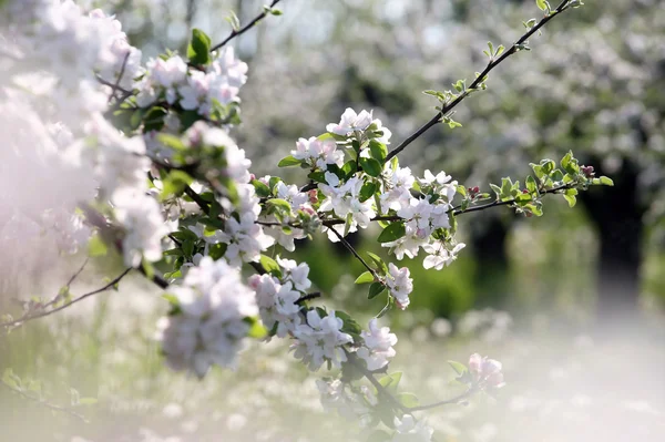 Яблони в цветении — стоковое фото