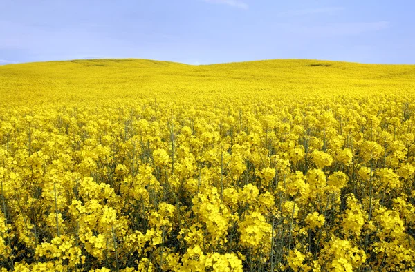 Yellow field with oil seed rape — Stock Photo, Image