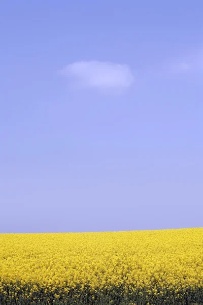 Champ jaune avec colza au début du printemps — Photo