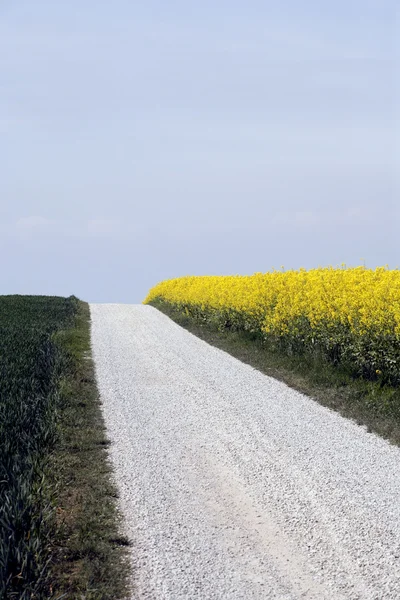 Geel veld met koolzaad in het vroege voorjaar — Stockfoto