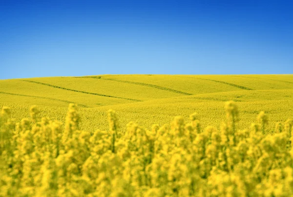 Žluté pole s řepkou olejnou na jaře — Stock fotografie