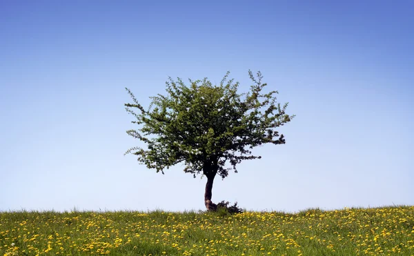 Prato e albero — Foto Stock