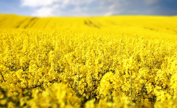 Pole żółte z rzepaku nasion oleju wczesną wiosną — Zdjęcie stockowe