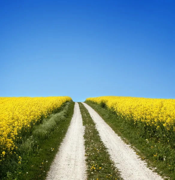 Kuning lapangan dengan biji minyak pemerkosaan di awal musim semi — Stok Foto
